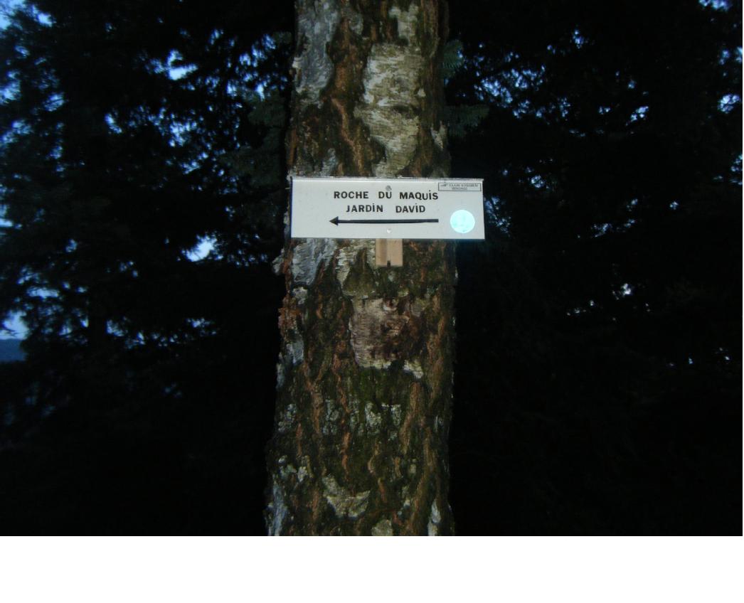 Jardin David.JPG