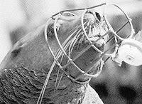 phoque guerre.jpg
