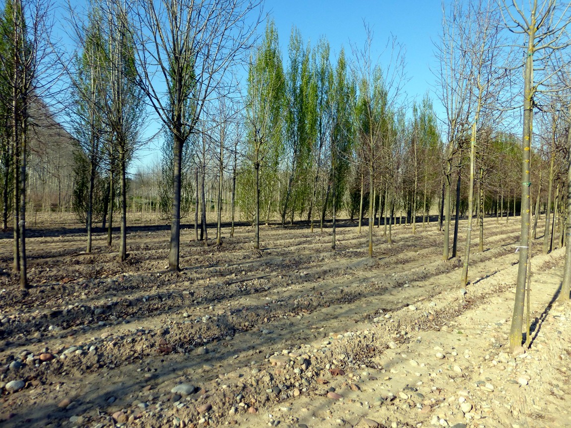 P1040442.JPG