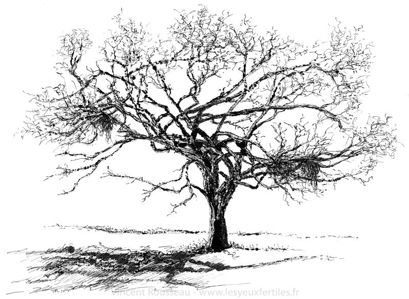 pommier normand.jpg