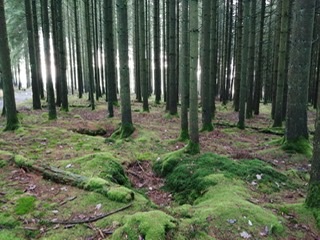 DE43F024-D5E3-4304-90AB-C4E93A1E9231.jpeg