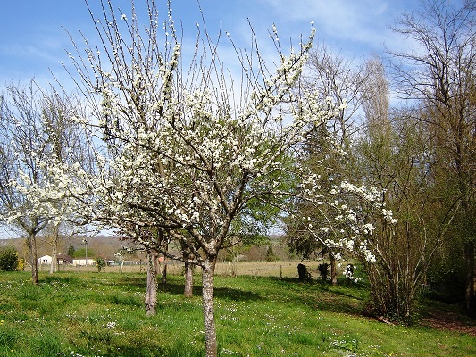Des mirabelles.JPG