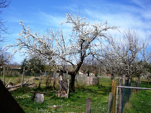 Aussi des mirabelles.JPG