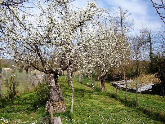 Encore des mirabelles.JPG