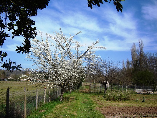 Toujours des mirabelles.JPG