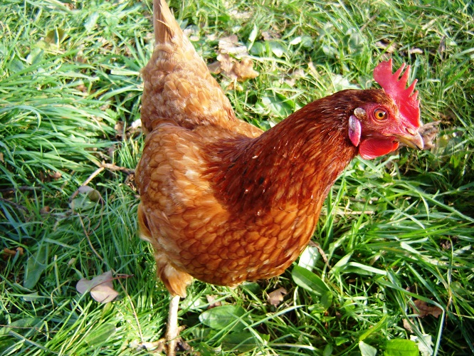 Roussette la chef.JPG