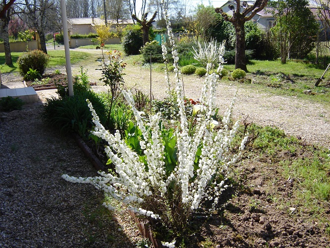 Spirées.JPG