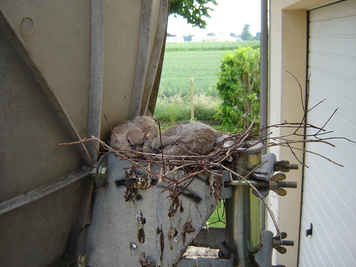 mai.JPG