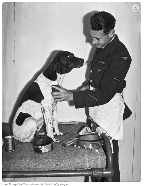la chienne Judy.JPG