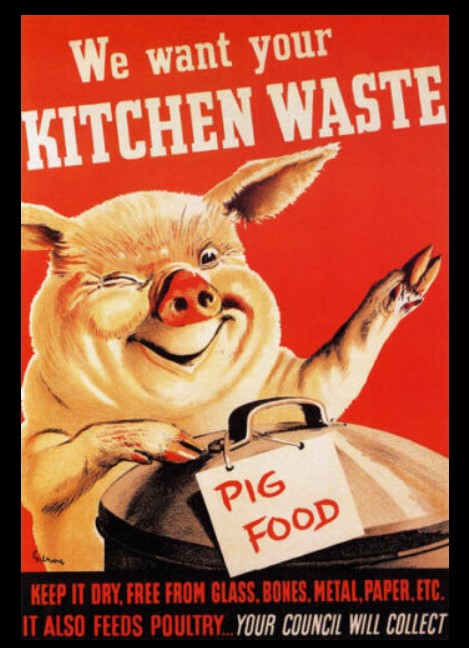 pig.jpg