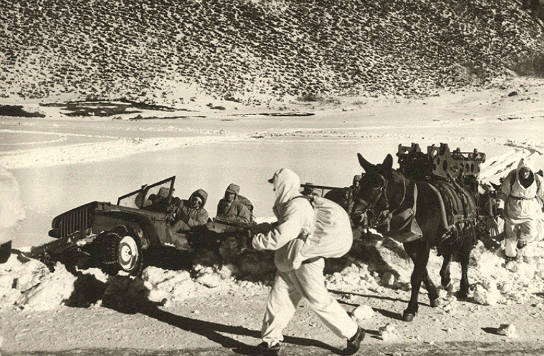 mule jeep.gif