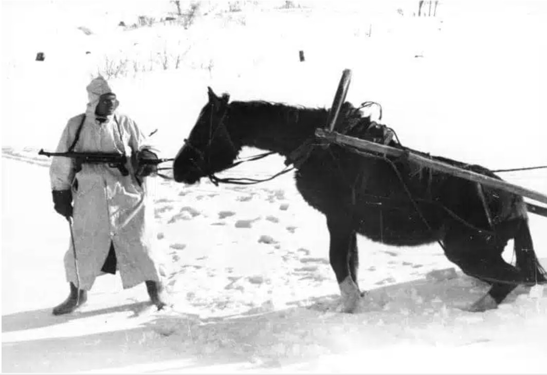 cheval russie.jpg