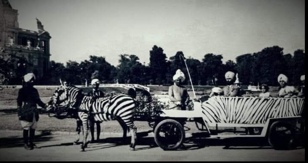 zèbres inde.gif