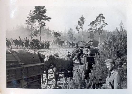 nachsc11photochevaux.jpg