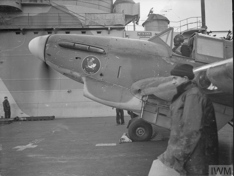 fulmar.gif